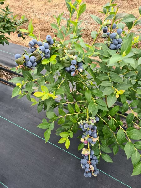 Why Garden Fabric is Essential for Growing Blueberries